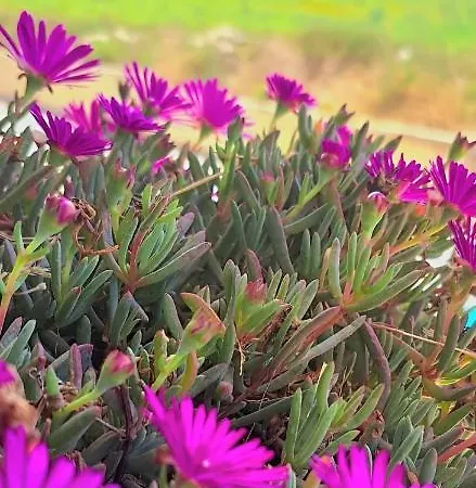 Daire Bird Of Paradise Mosta