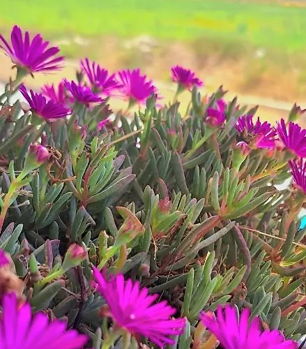 Appartamento Bird Of Paradise Mosta